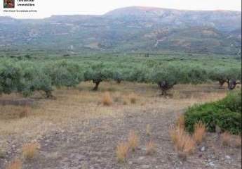 461033-Vorschaubild3