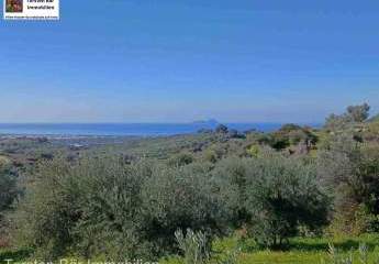 Kreta, Kalochorafiti: Landwirtschaftliches Grundstück mit 170 Olivenbäumen