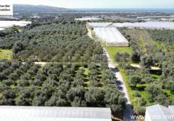 462521-Vorschaubild4