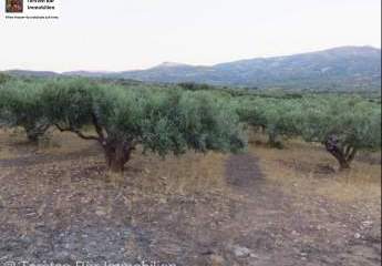 Ausgezeichneter Olivenhain in Lithines zu verkaufen