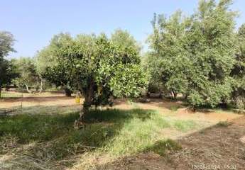 461095-Vorschaubild4