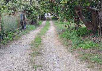 Kreta, Armeni, Advocado Farm 17.000m² mit Cottage 55m² Wfl.