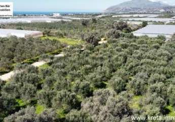 Kreta, Timpaki Olivenhain mit ca. 100 Olivenbäumen zu verkaufen