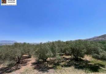 Professioneller Olivenhain in Anadasmos Siva– Gelegenheit zur landwirtschaftlichen Nutzung und Gewächshausprojekt