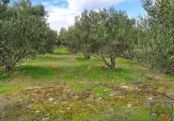 461133-Vorschaubild4