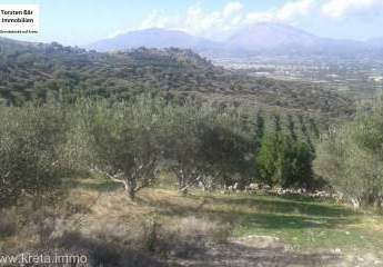 Kreta, Vori Olivenhain 200.000m² mit 2 Gebäuden zu verkaufen