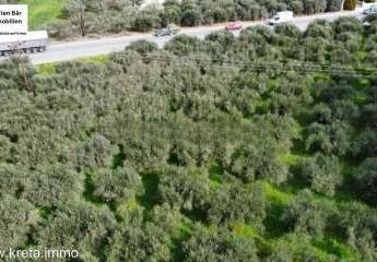 Kreta, Kaparianna Olivenhain 13.000m² zu verkaufen