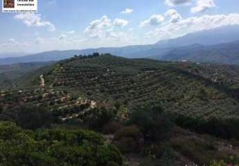 Kreta, Planias - Grundstück 110.000m² mit ca. 2.400 Olivenbäumen und kleinem Haus