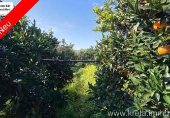Kreta, Tympaki Zitrusplantage 4.000 m²
