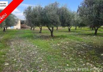 Olivenhain 5.500 m² in Tympaki, Kreta zu verkaufen