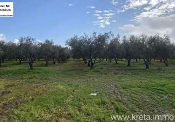 479919-Vorschaubild3