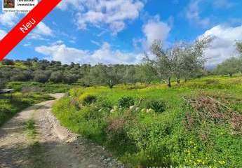 Kreta, Kalivaia Olivenhain 55 Bäume Ein persönlicher Rückzugsort inmitten der Natur