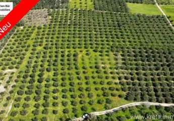 Kreta, Sivas - Olivenhain - 27.514 m²