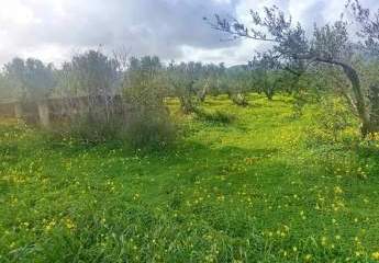 Kreta, Platanos Ein Grundstück mit Charakter und Geschichte