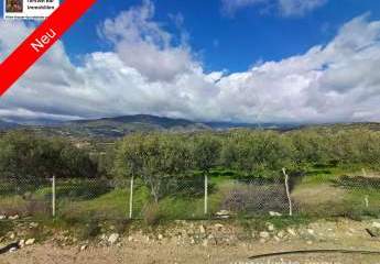 Kreta, Galia Ein Olivenhain mit Persönlichkeit 3.805m²
