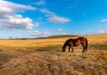 In Ungarn, in Orbottyán, in malerischer Umgebung, steht ein Pferdegut mit einem Grundstück von 76500 m2 zum Verkauf