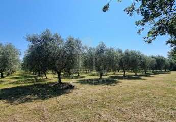 474088-Vorschaubild4