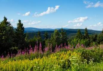 468236-Vorschaubild3