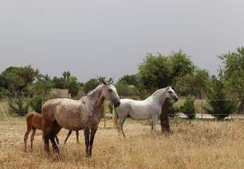 Elegantes Anwesen mit großzügigem Grundstück und hochwertige Ausstattung - Ihr Rückzugsort im Grünen