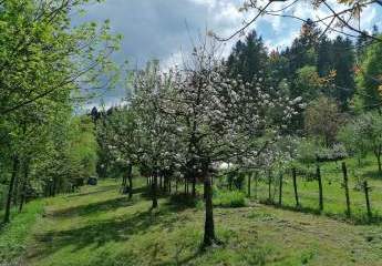 453963-Vorschaubild4