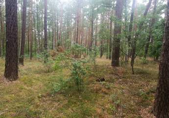 Waldrefugium mit Tiny-House-Potenzial – Naturparadies in der Schorfheide