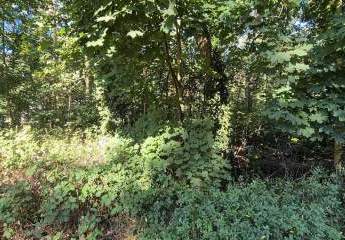 449927-Vorschaubild4