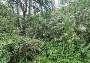 436293-Vorschaubild3