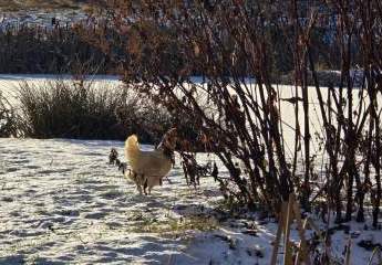 463522-Vorschaubild3