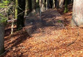 451424-Vorschaubild4