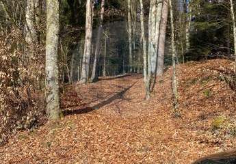 451424-Vorschaubild2