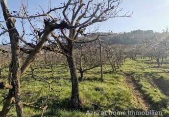 447247-Vorschaubild3