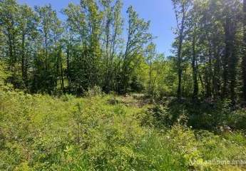 447290-Vorschaubild2