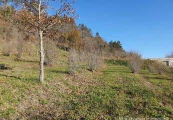 447239-Vorschaubild2