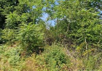 447307-Vorschaubild3