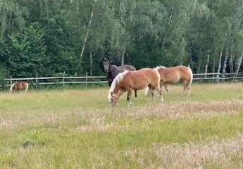 453662-Vorschaubild4