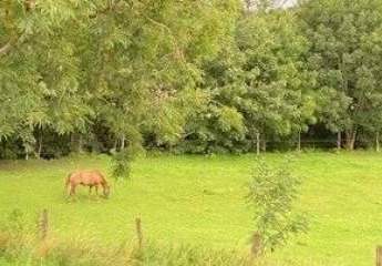 456637-Vorschaubild2