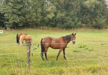 457382-Vorschaubild4