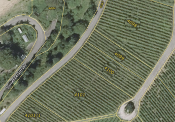 Weinberg in Bühl-Altschweier (Hauenberg) – ca. 5.228 m², teils bestockt, sonnige Lage – Kapitalanlage