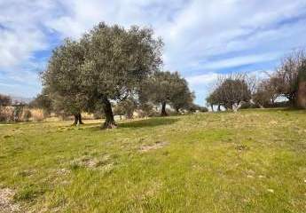 Terreno Edificabile con Uliveto in Vendita a Monte