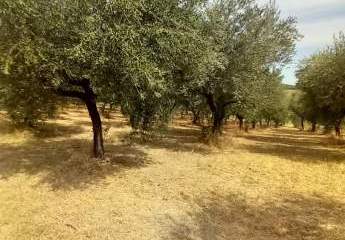 474881-Vorschaubild3