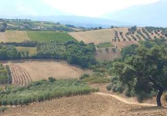 Terreno agricolo in vendita ad Alanno