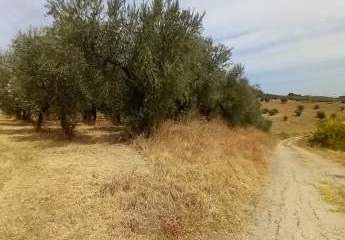 474881-Vorschaubild4