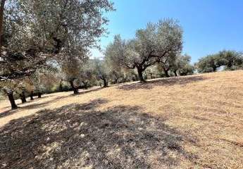 473285-Vorschaubild4