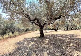 473285-Vorschaubild3