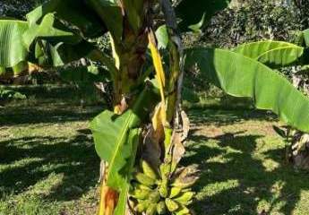 470969-Vorschaubild4