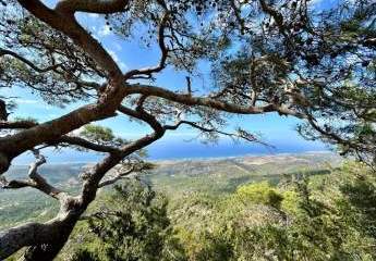 470982-Vorschaubild2