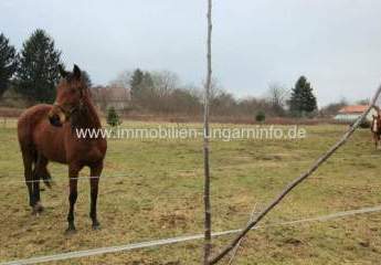 Reiterhof mit Wohnhaus zu verkaufen in Balatonberény